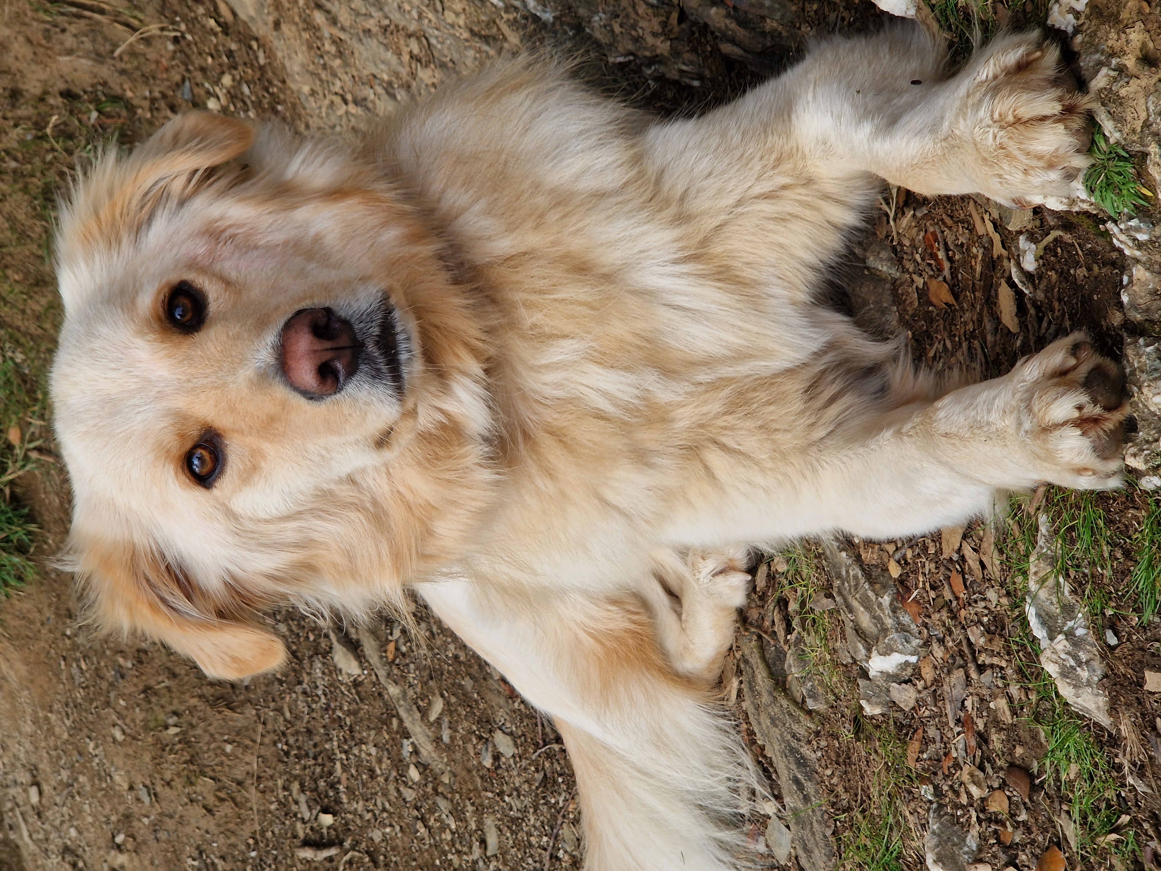 Photo of Orpheus, a half Golden retriever, half Pyrenees mountain dog.